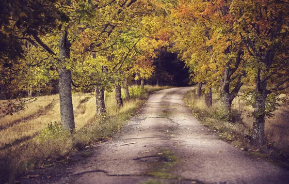 Picture road, autumn, trees