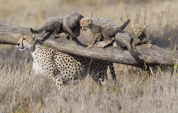Kittens, log, cheetahs