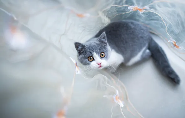 Cat, cat, look, kitty, grey, blur, kitty, light background