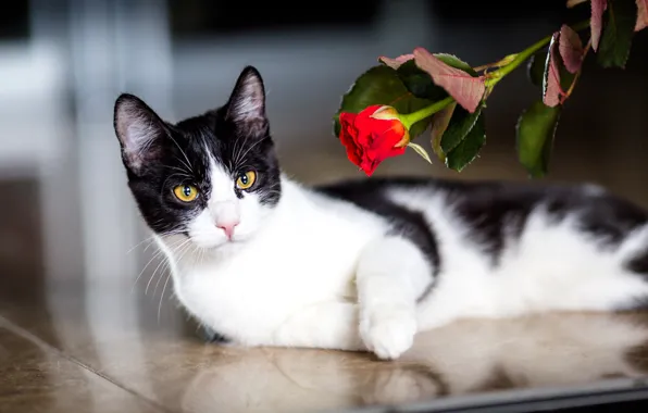 Cat, cat, look, flowers, red, table, roses, muzzle