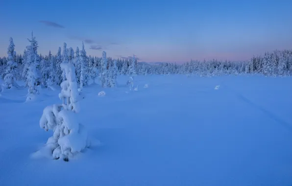 Winter, forest, snow, trees, sunset, ate, the snow, Sweden