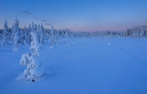 Picture winter, forest, snow, trees, sunset, ate, the snow, Sweden