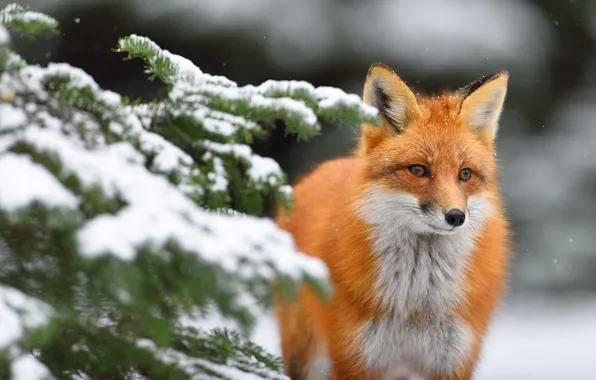 Winter, snow, branches, spruce, Fox, red