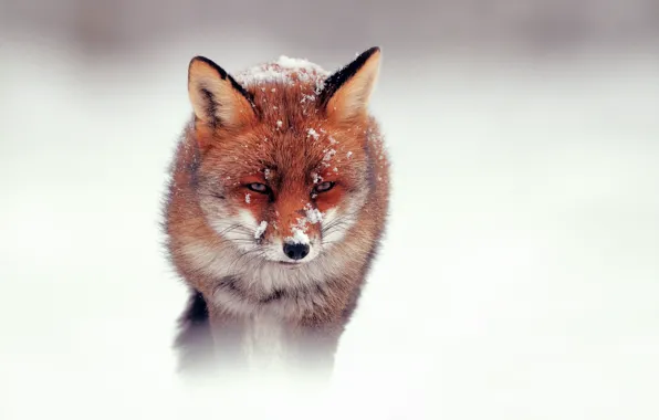 Winter, snow, Fox