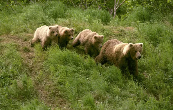 Grass, four, Alaska, bears