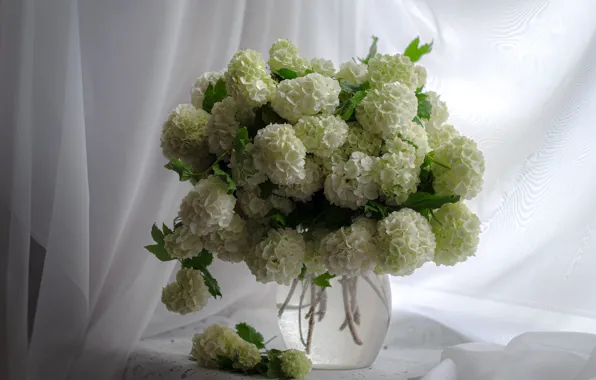 Flowers, bouquet, curtains, white, still life, flowering, Kalina, buldenezh