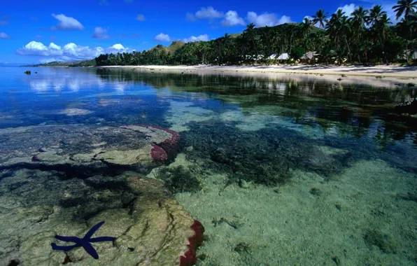 Water, transparency, palm trees, the ocean