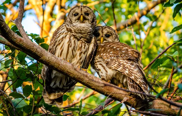Picture birds, branch, owls, a couple, A barred owl
