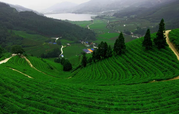 Road, field, mountains, lake, tea, plantation