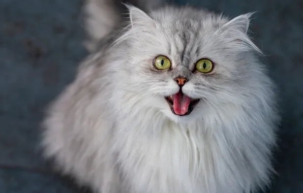 Muzzle, meows, fluffy cat