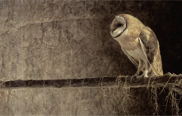 Owl, painting, Robert Bateman, Robert Batman
