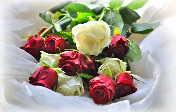 Picture white, red, roses, buds