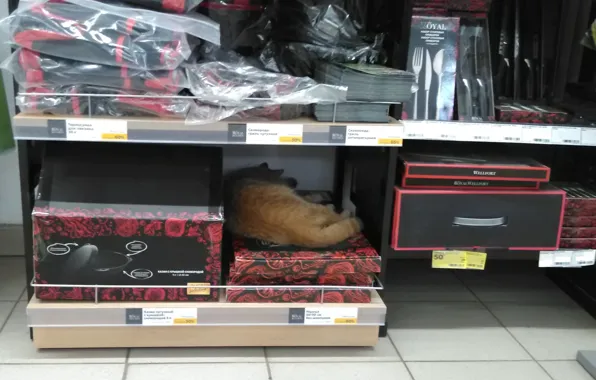 Red cat, shop, sleeps up