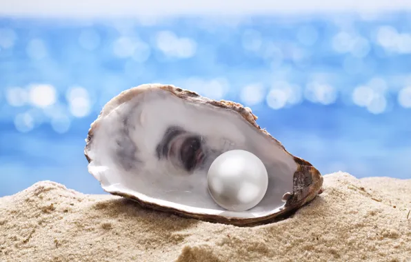 Sand, shell, pearl, starfish, sunshine, beach, sea, sand