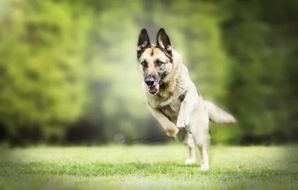 Picture nature, each, dog, German shepherd