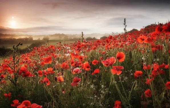 Picture field, landscape, nature, Maki, morning