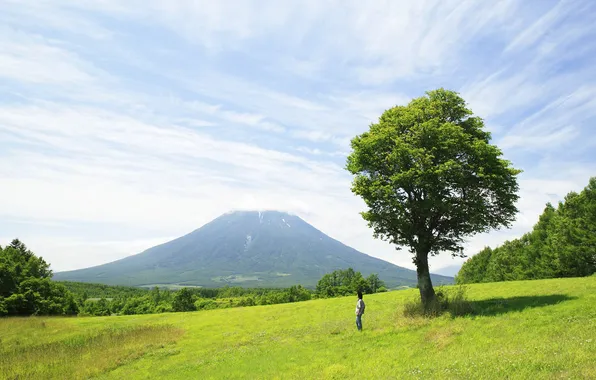 Picture forest, grass, trees, landscape, nature, tree, one, people