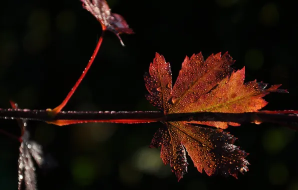 Branches, glare, foliage