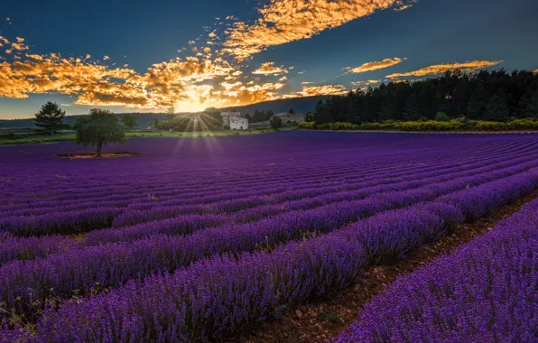 Landscape, Sunset, France, Provence-Alpes-Cote d'azur, Lavender Field