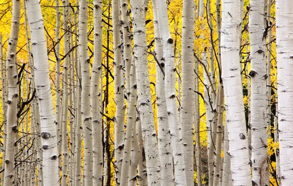 Autumn, forest, trees, nature, aspen