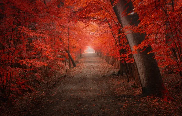 Road, autumn, Park