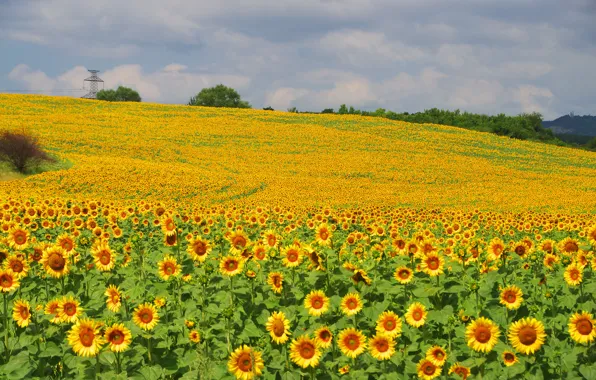 Field, the sky, clouds, sunflowers, flowers, yellow, slope, hill