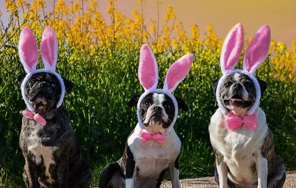 Dogs, Easter, trio, ears, rabbit