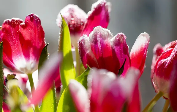 Picture spring, petals, tulips