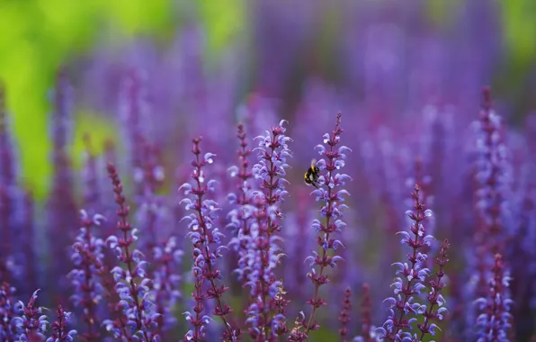 Summer, flowers, nature, glade, meadow, insect, bumblebee, stems