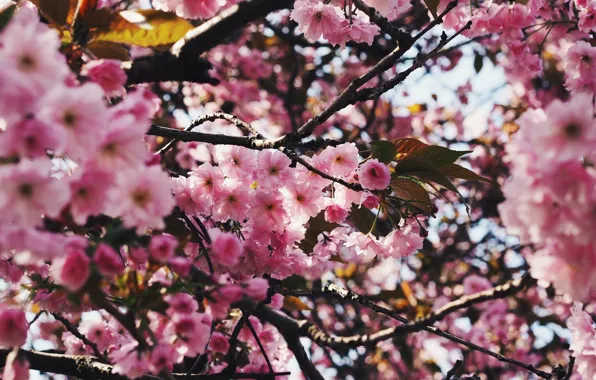 Flowers, branches, tree, spring, Sakura, pink, flowering, a lot