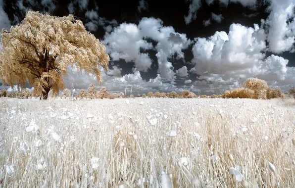 Field, summer, nature, color