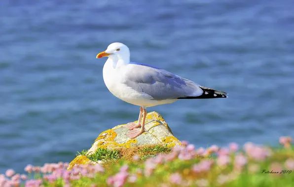 Picture water, bird, Seagull