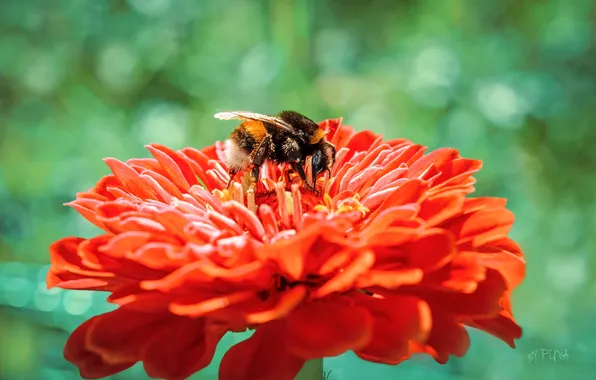 Flower, macro, peony, pulls, Bumblebee, collects pollen