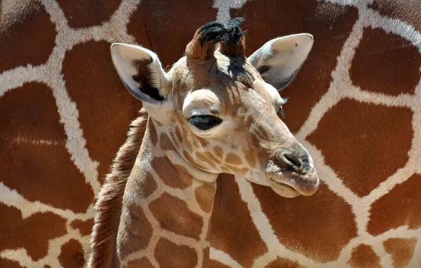 Boy, small, giraffe, boy, baby, giraffe, little, cute