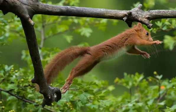 Flight, branches, jump, protein, red