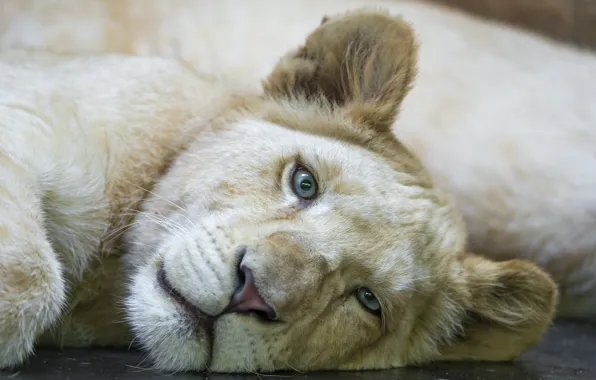 Picture cat, look, face, cub, lion, white lion, ©Tambako The Jaguar