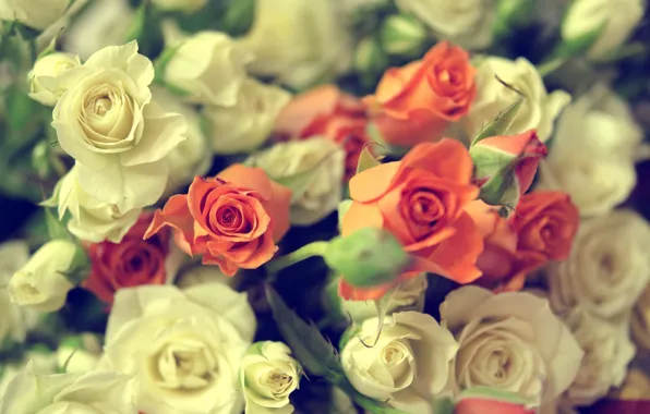 Orange, roses, bouquet, petals, white, buds