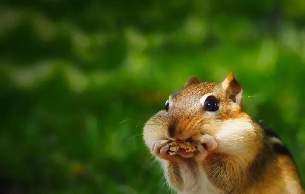 Picture background, Chipmunk, face, rodent, cheeks