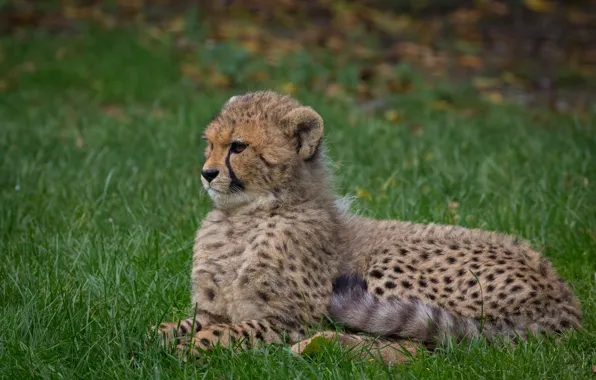 Picture grass, glade, baby, Cheetah, lies