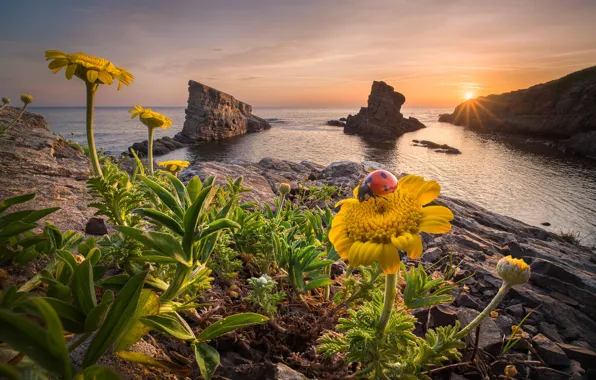 Picture sea, the sun, rays, landscape, sunset, flowers, nature, stones