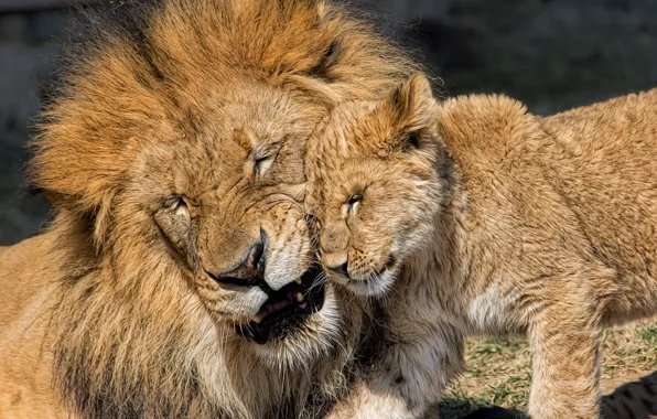 Picture love, Leo, cub, kitty, lions, lion, fatherhood