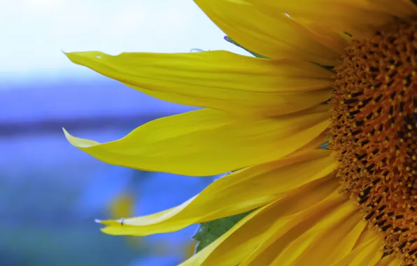 Summer, sunflower, village, July, 2016, Otsego