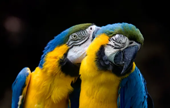 Picture blue, yellow, pose, the dark background, bird, two, portrait, parrot