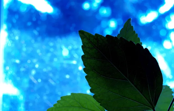 Picture greens, blue, sheet, Plant