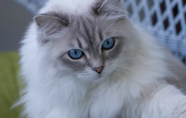 Picture cat, look, blue eyes, muzzle, fluffy, Ragdoll