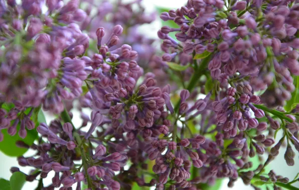 Picture flowers, spring, lilac, the color purple, spring flowers, Purple