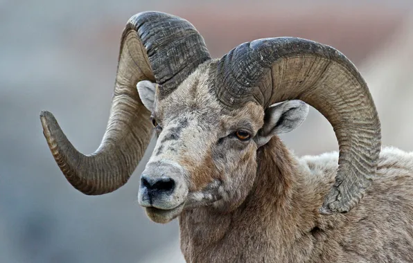 Horns, RAM, bighorn sheep