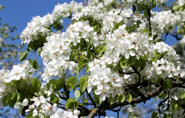 Picture trees, branches, spring, flowering, pear