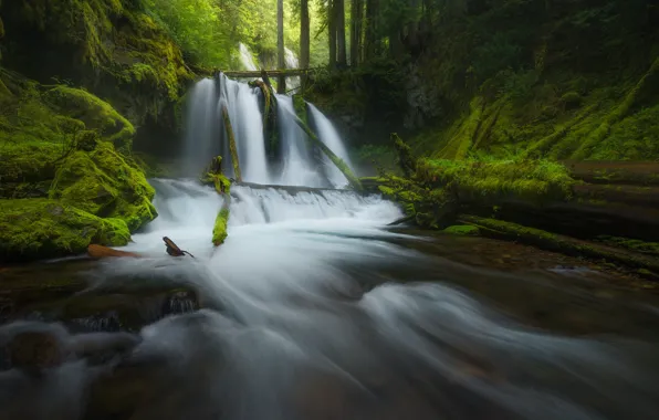Forest, waterfall, logs