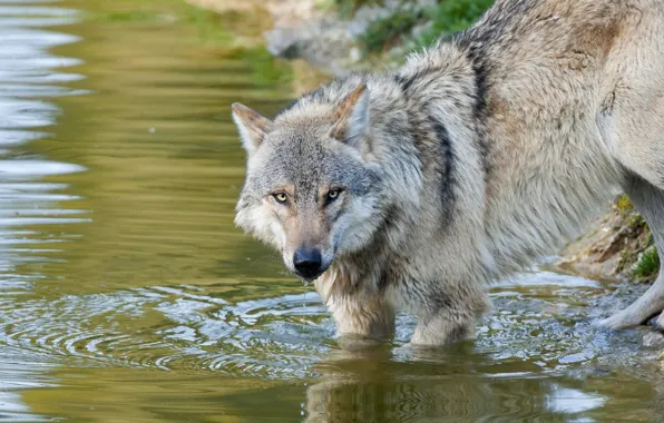 Picture look, water, pose, grey, shore, wolf, drink, pond